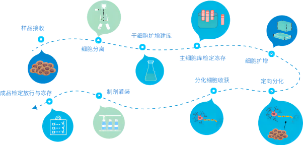 【干貨】細胞治療怎么走？政策法規(guī)全解析（上）